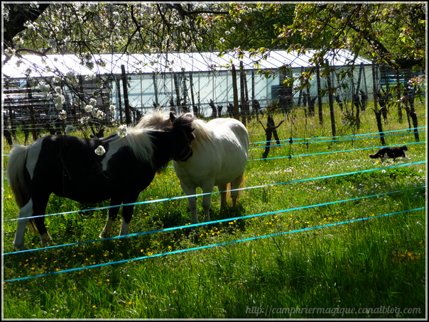 poneys et chat