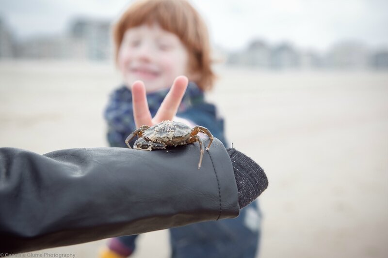 crabe sur la plage