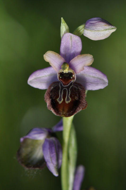 _DSC0709_Ophrys_aveyronensis