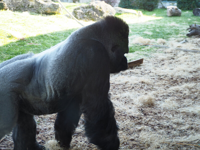 15-gorilles-zoo-parc-beauval-ma-rue-bric-a-brac