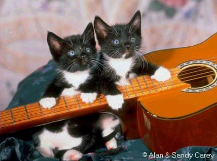 chat_guitare