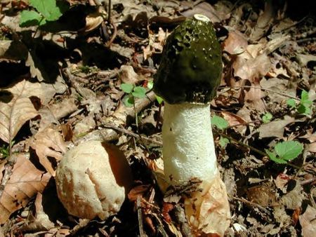 Phallus_impudique5
