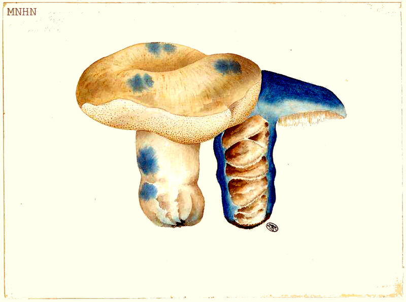 Boletus cyanescens, 11 9bre 1893, page 226 Jean-Henri FABRE