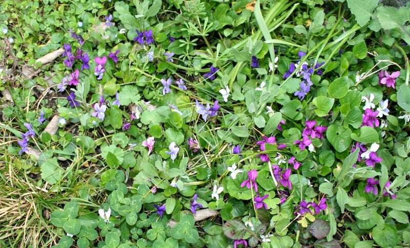 violette (5)