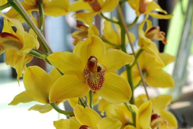 Cymbidium Golden Boy 'Nevada'