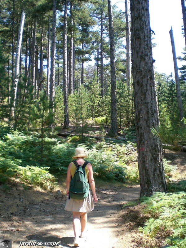 Sentier sous les pins laricio