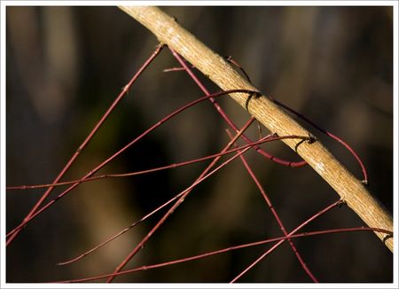 Galuchet_branche_fils_rouges_040109
