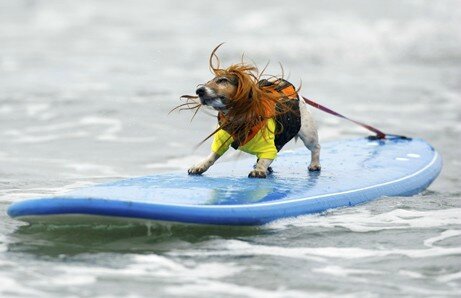 chiens surfeurs USA