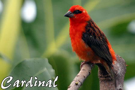cardinal_1_