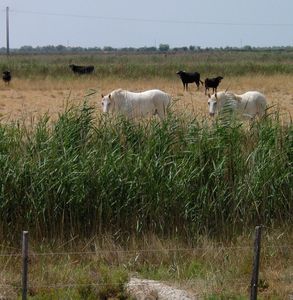 France_camargue_horses_bulls