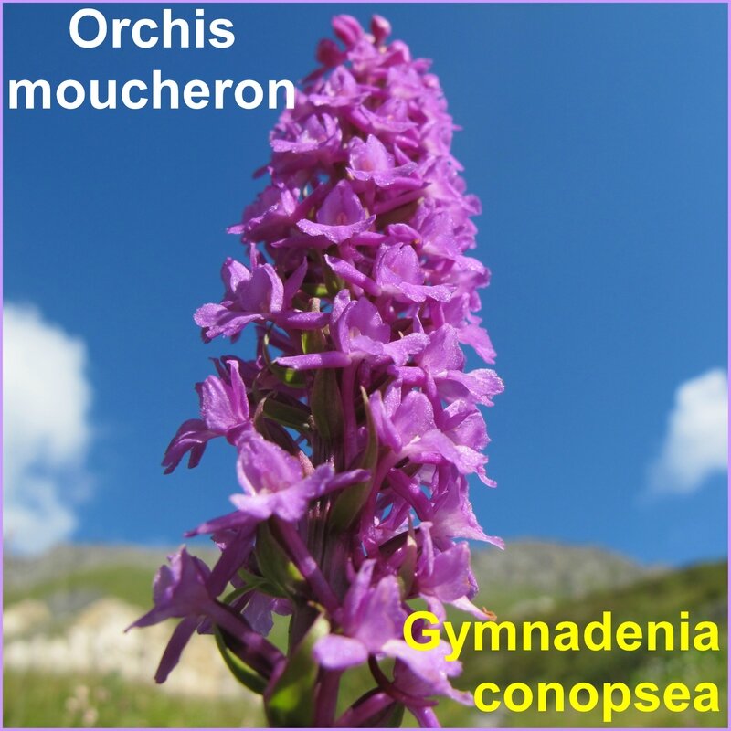 Orchis moucheron - i - comp