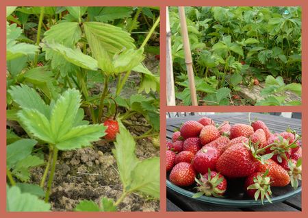 fraises