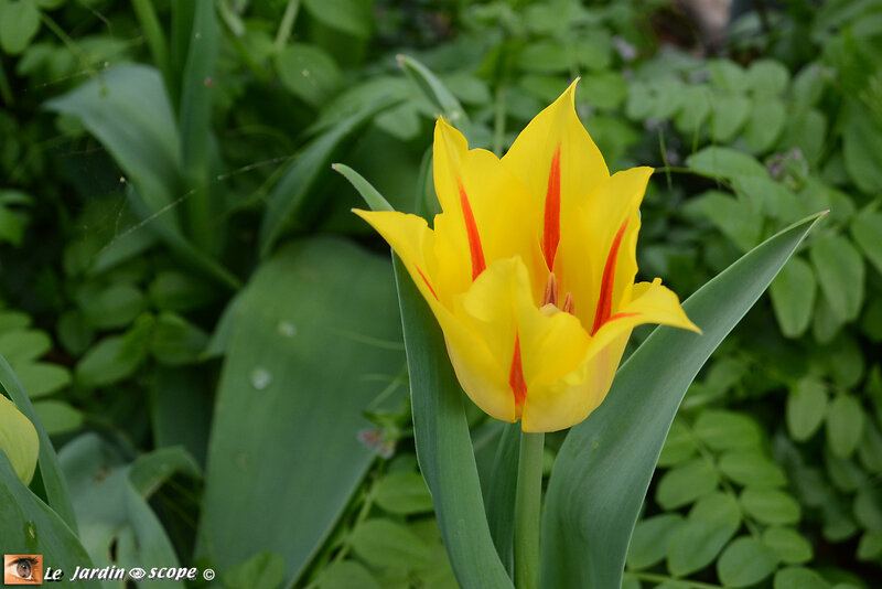 Tulipe-fleur-de-lis-West-Point-2