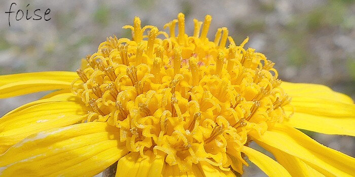 fleurs centrales tubuleuses