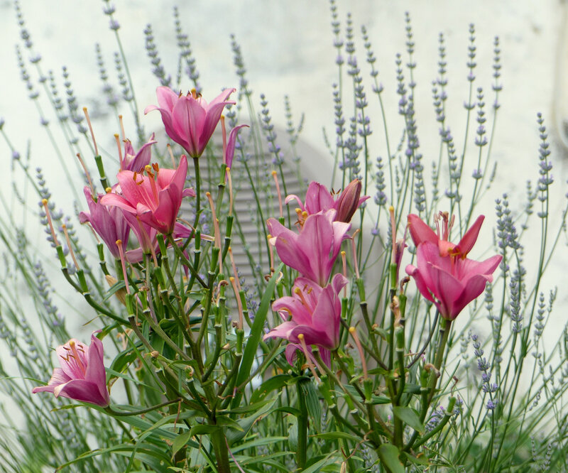 P1420563