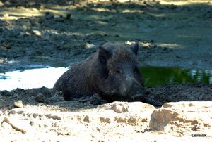 Sanglier - Sus scrofa (2)