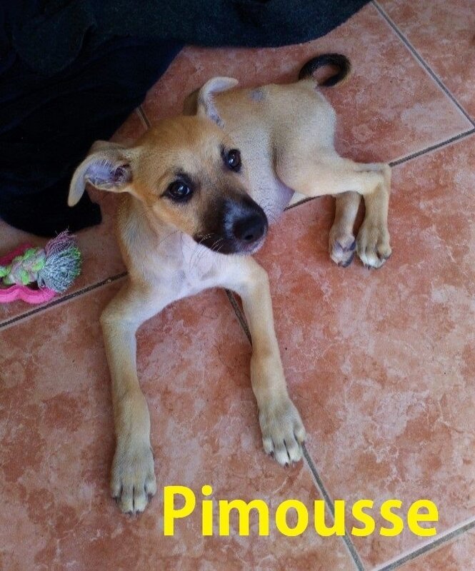 Pimousse 1