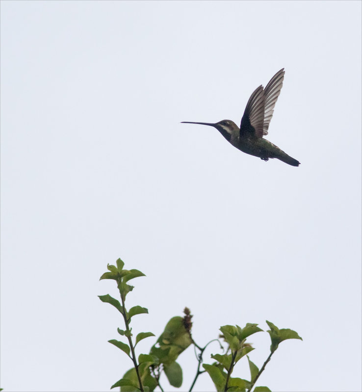 J11 Ensenada lodge 111219 ym 17 oiseau colibri indet vol