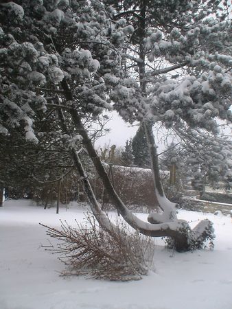 jardin_neige