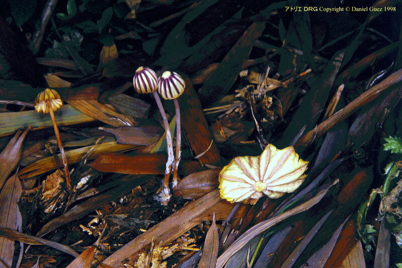 Marasmius_purpureostriatus_DRG_980514opCR