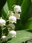 Muguet_MVC_031F