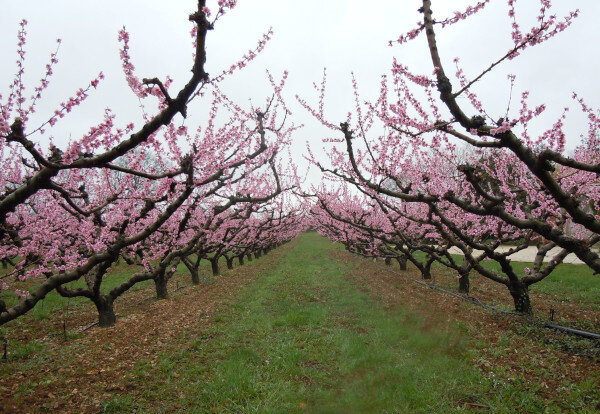 Abricotiers en fleur