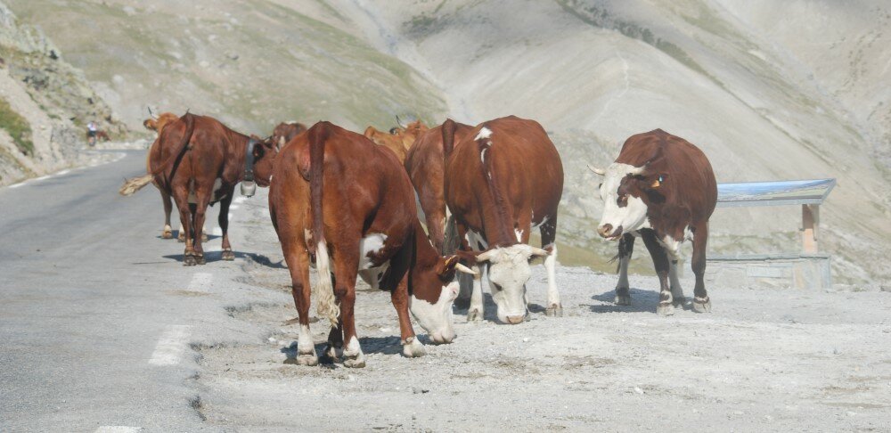 vache galibier55