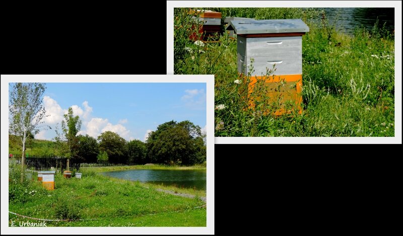 Parc des îles Rouvroy Pas de Calais ruches
