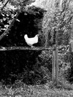 poule blanche