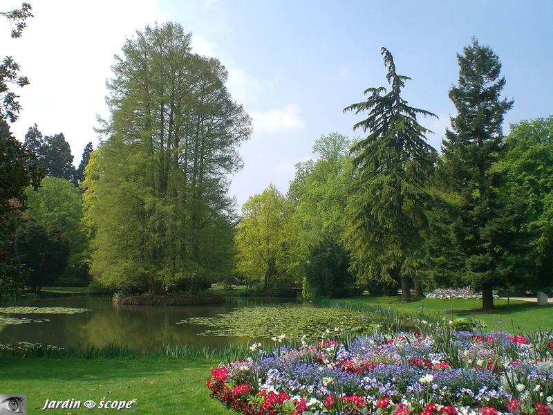 Pièce d'eau du Parc avec ses cyprès chauves