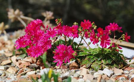 Lewisia_cotyledon_for_Green_Roofs__1_