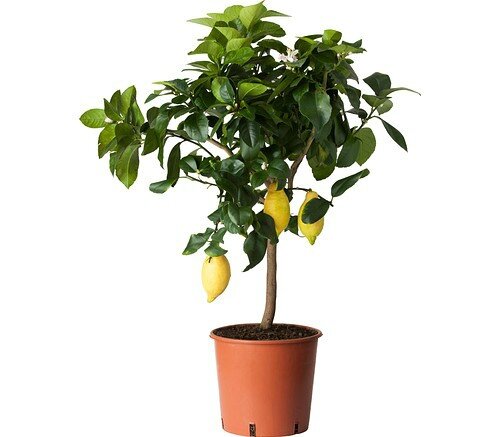 citrus-plante-en-pot__0212620_PE366705_S4