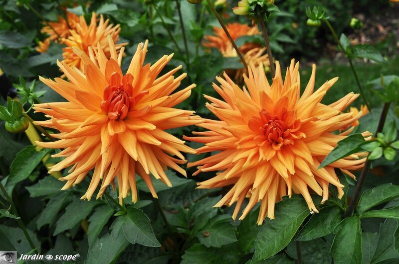 Dahlia-Eclatant - photo archives JardinOscope