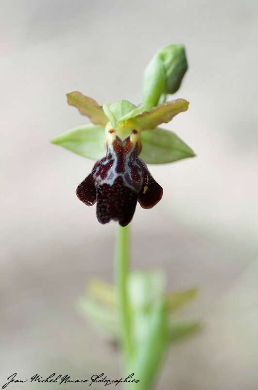 2015_04_Ophrys forestieri × passionis - Ophrys × sancticyrensis_01