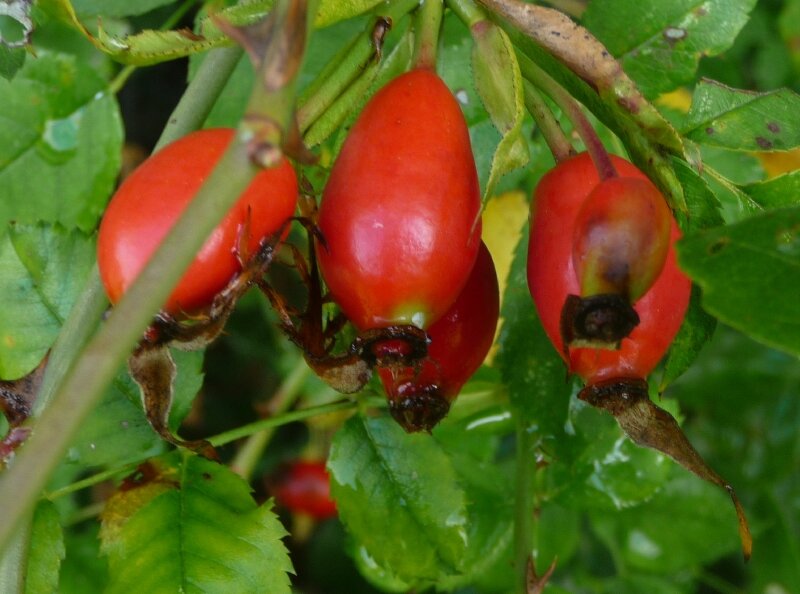 CYNORHODONS (fruits de l'églantier)