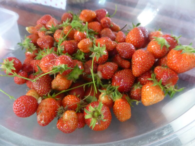 22-fraises (1)