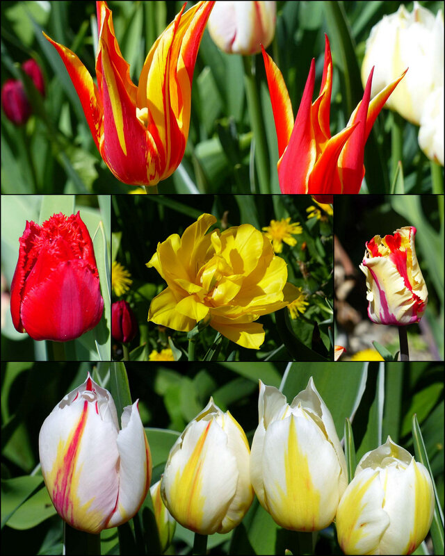 tulipe R1