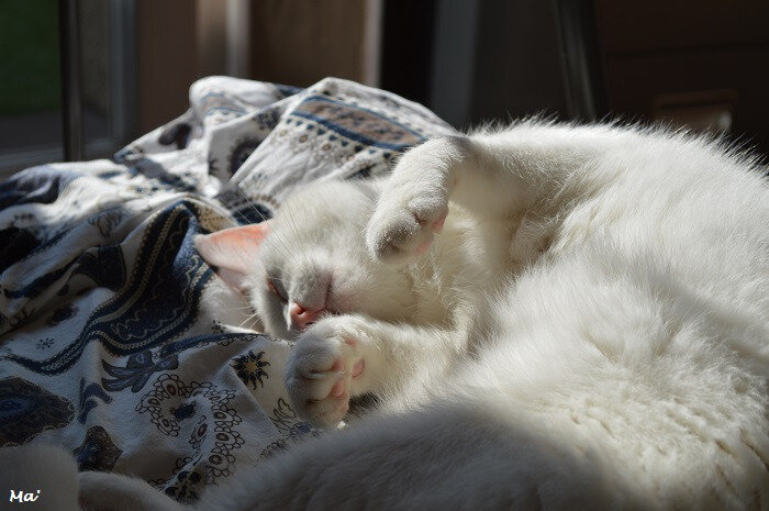 181020_chat_sieste