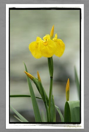 IMG_2746copie1