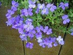 jardinage_002