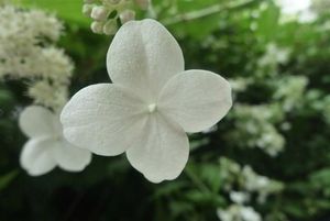 okMacro Fleur blanche (Small)