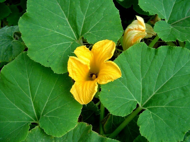 courge fleur