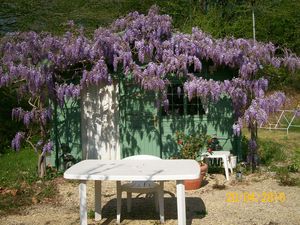 tableaux__glycine_pelouse_002