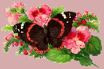 papillon aux fleurs
