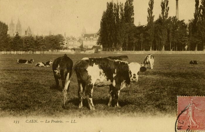 PR1_Vaches-sur-la-prairie-700x450