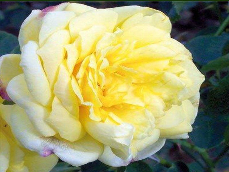 roses_lyonnaises-Souvenir_de_Claudius_Pernet