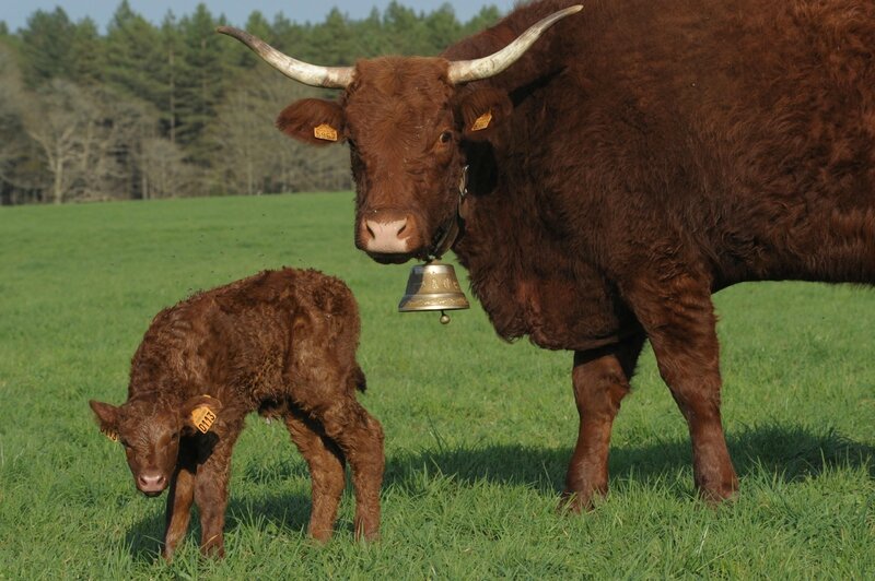 naissance velle aida 067