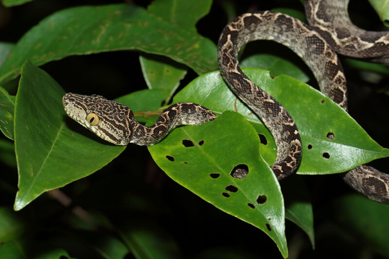 Corallus hortulanus - juvénile