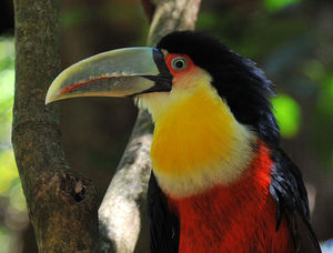 toucan_ventre_rouge__3_