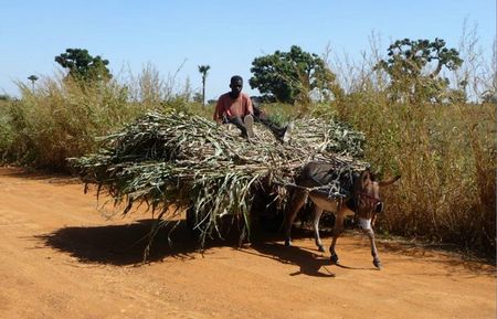 Paysages2_senegal_seckasysteme_rs